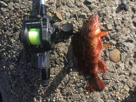 お昼まで穴釣り